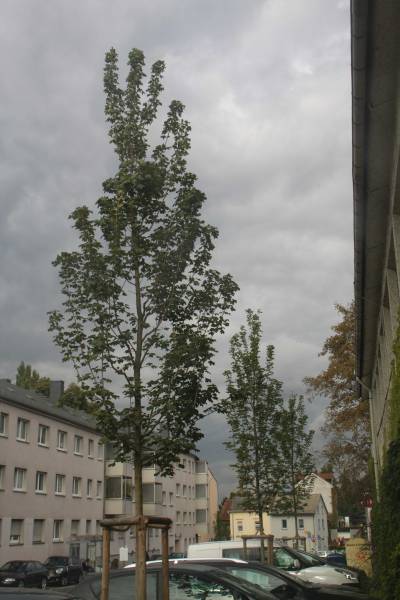 Baumpflanzungen in der Maybachstraße - Baumpflanzungen in der Maybachstraße